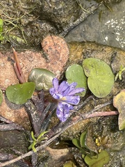 Pontederia diversifolia
