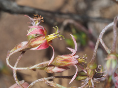 Cotyledon papillaris