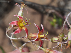 Cotyledon papillaris