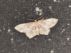 Hypagyrtis