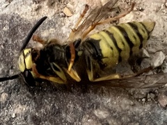 Vespula vulgaris
