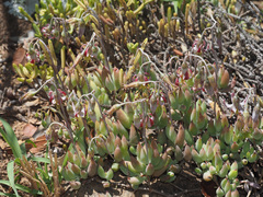 Cotyledon papillaris
