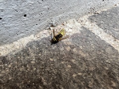 Vespula vulgaris