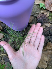 Equisetum arvense