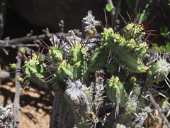Euphorbia heptagona