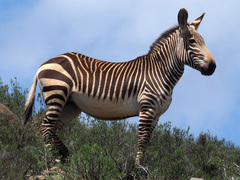 Equus zebra zebra