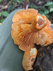 Lactarius thyinos