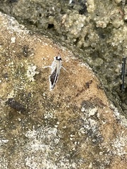 Hemiargus hanno