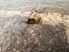Vespula vulgaris