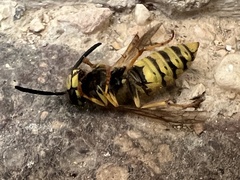 Vespula vulgaris