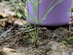 Equisetum arvense