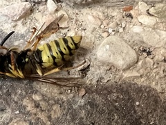 Vespula vulgaris