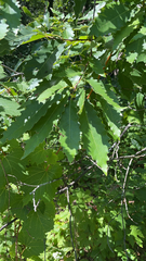 Quercus muehlenbergii