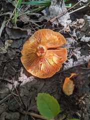 Lactarius thyinos
