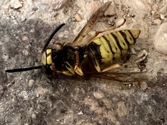 Vespula vulgaris
