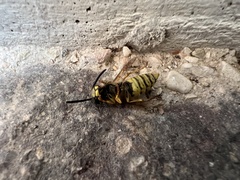 Vespula vulgaris