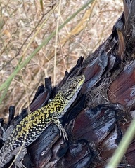 Podarcis siculus
