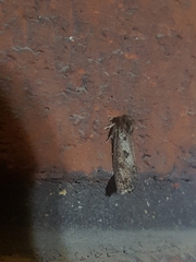 Acrolophus popeanella