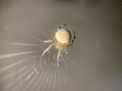 Araneus thaddeus