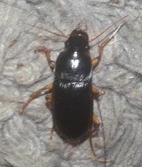 Pseudoophonus
