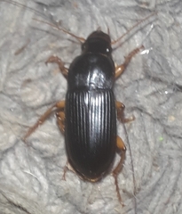 Pseudoophonus