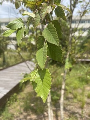 Betula nigra