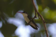 Leucolia violiceps