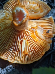 Lactarius thyinos