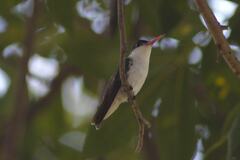 Leucolia violiceps