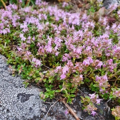 Thymus serpyllum