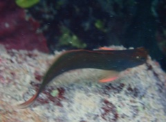 Ophioblennius macclurei