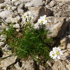 Achillea atrata