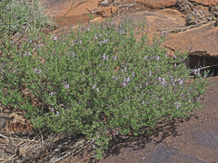 Ocimum burchellianum