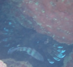 Pterois volitans