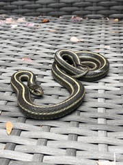 Thamnophis elegans terrestris