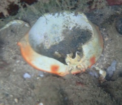 Carpilius corallinus