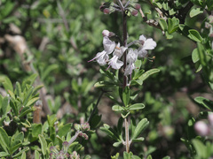 Ocimum burchellianum