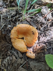 Lactarius thyinos