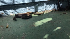 Thamnophis elegans terrestris