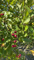 Crataegus laevigata