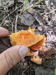 Lactarius thyinos