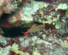 Sargocentron coruscum