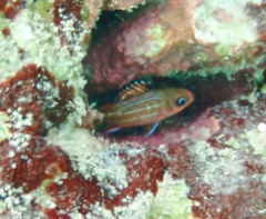 Sargocentron coruscum