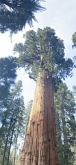 Sequoiadendron giganteum