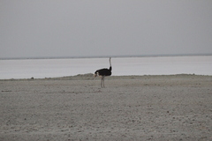 Struthio camelus australis