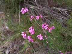 Erica cubica
