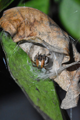 Araneus thaddeus