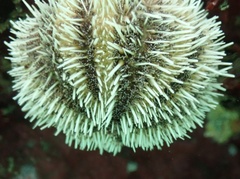 Tripneustes ventricosus