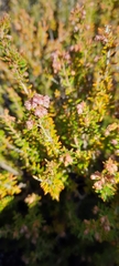 Erica hispidula