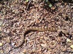 Crotalus molossus molossus